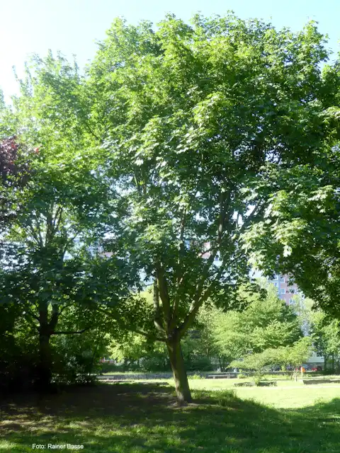 Spitzahorn