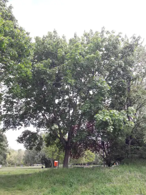 Spitzahorn