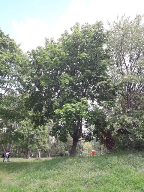 Spitzahorn