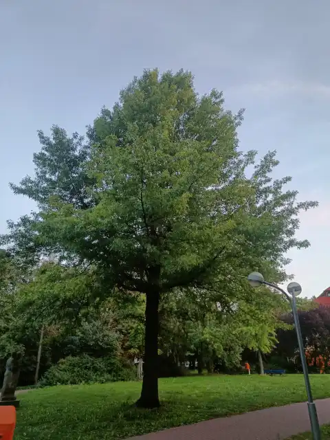 Sumpfeiche