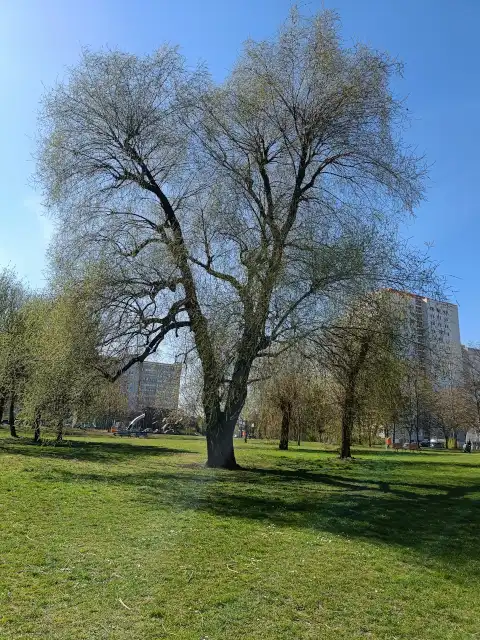 Trauerweide