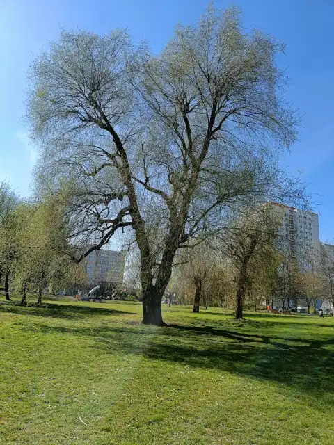 Trauerweide