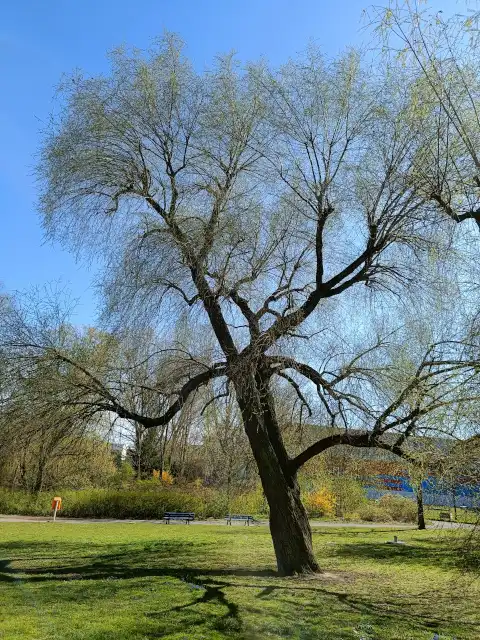 Trauerweide
