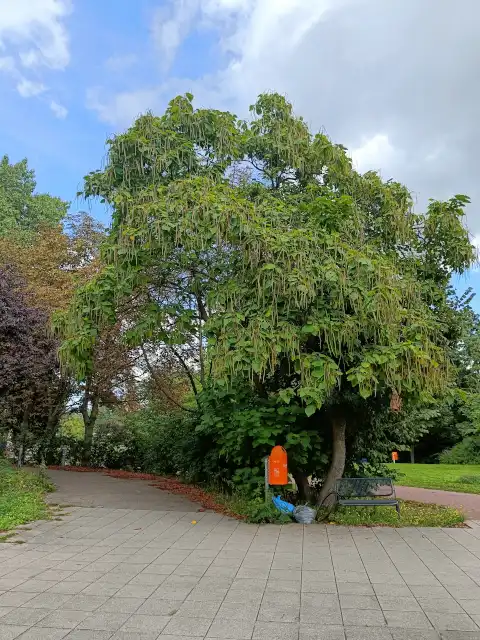 Trompetenbaum