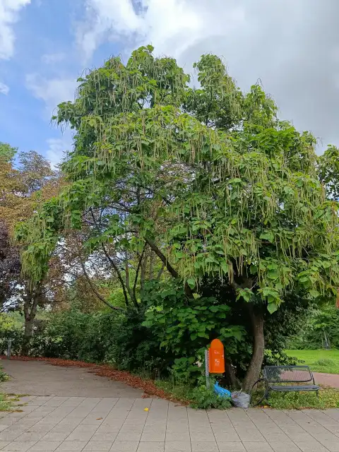 Trompetenbaum