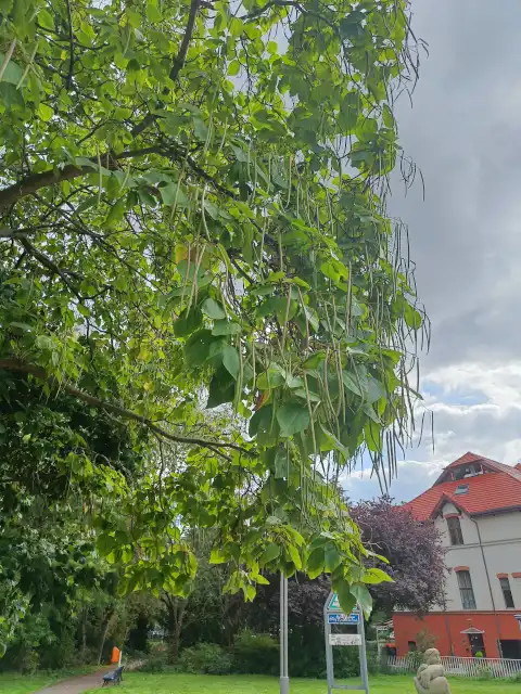 Trompetenbaum