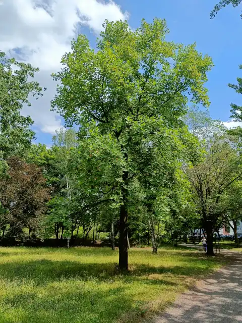 Tulpenbaum