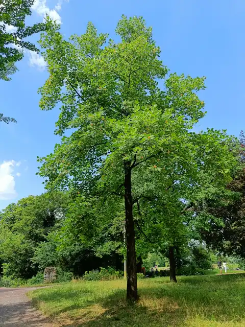 Tulpenbaum