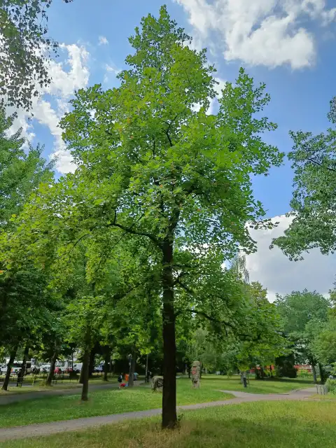 Tulpenbaum