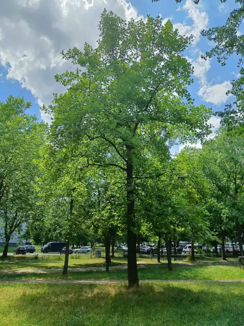 Tulpenbaum