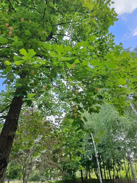 Tulpenbaum