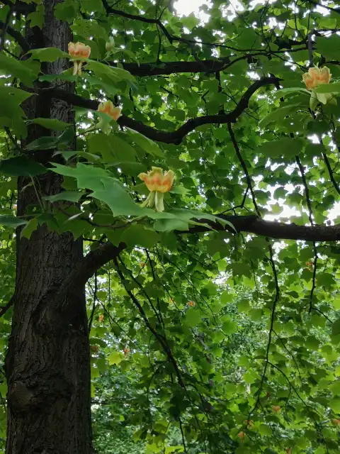 Tulpenbaum