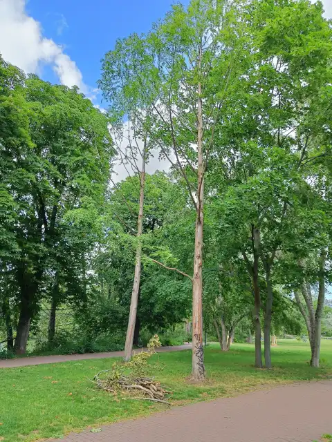 Urweltmammutbäume