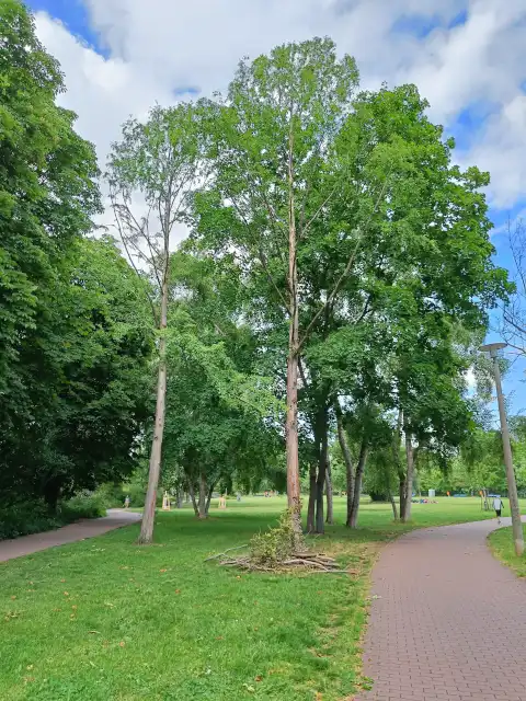 Urweltmammutbäume