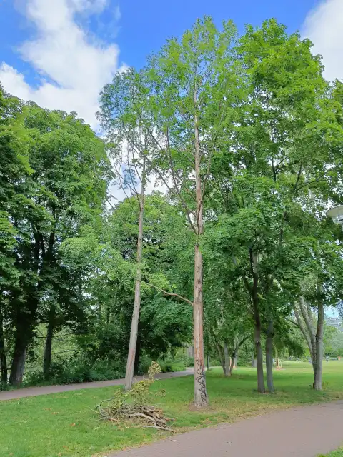 Urweltmammutbäume