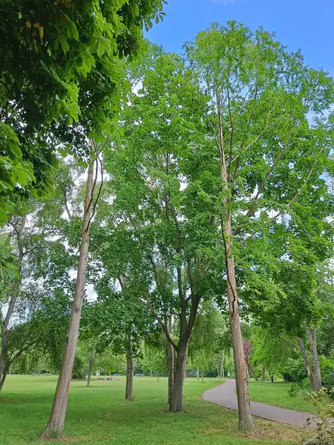 Urweltmammutbäume