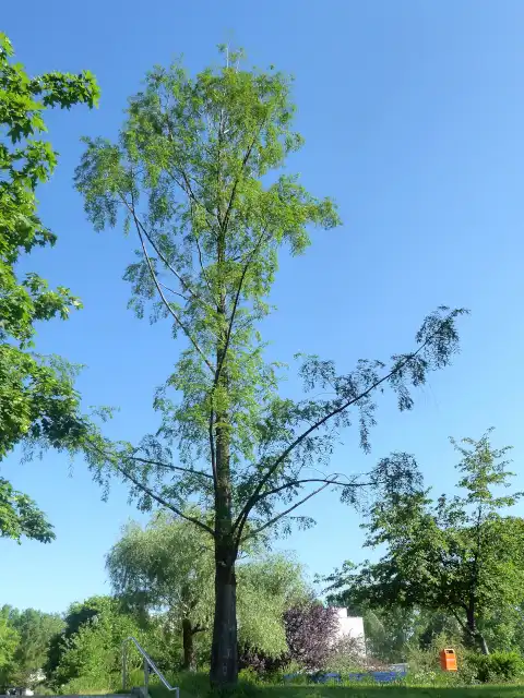 Urweltmammutbaum