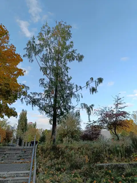 Urweltmammutbaum