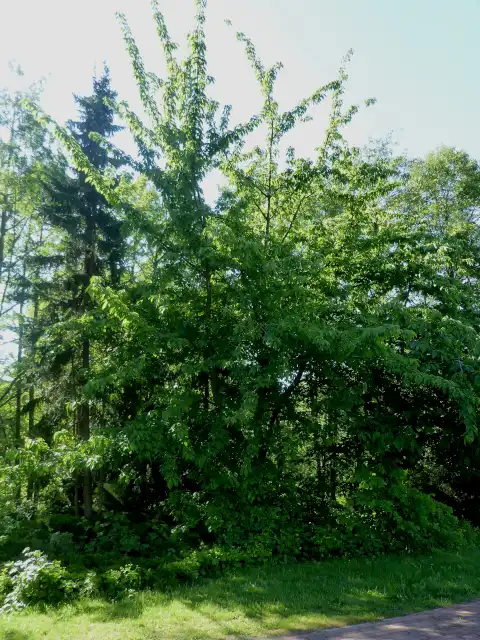 Vogelkirsche