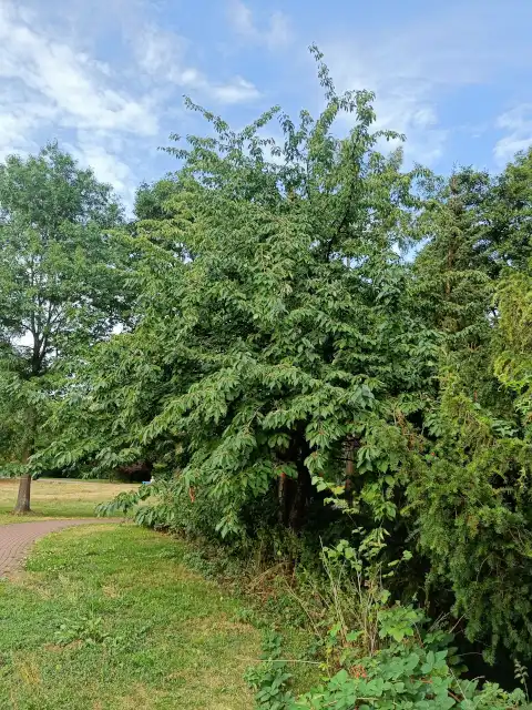 Vogelkirsche
