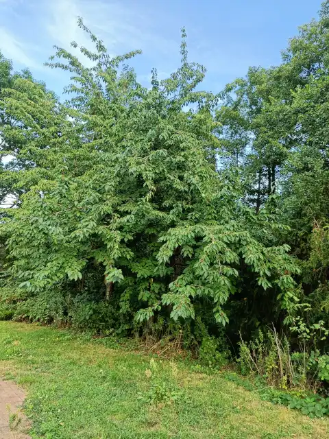 Vogelkirsche