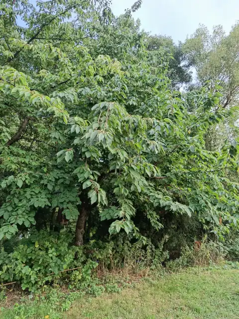 Vogelkirsche