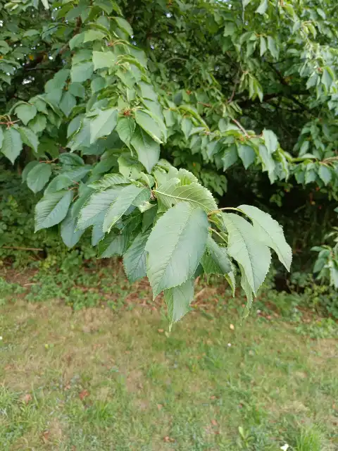 Vogelkirsche