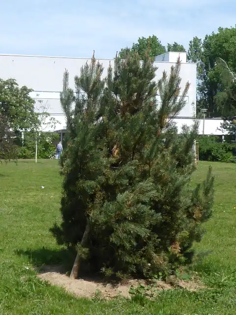 Waldkiefer