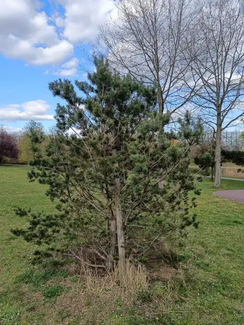 Waldkiefer