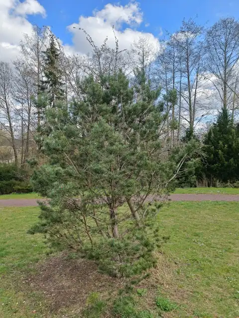 Waldkiefer