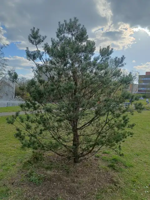 Waldkiefer