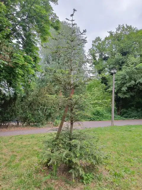 Weißtanne