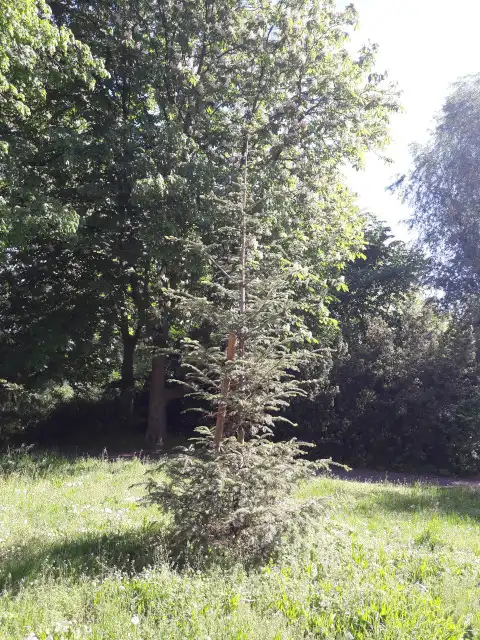 Weißtanne
