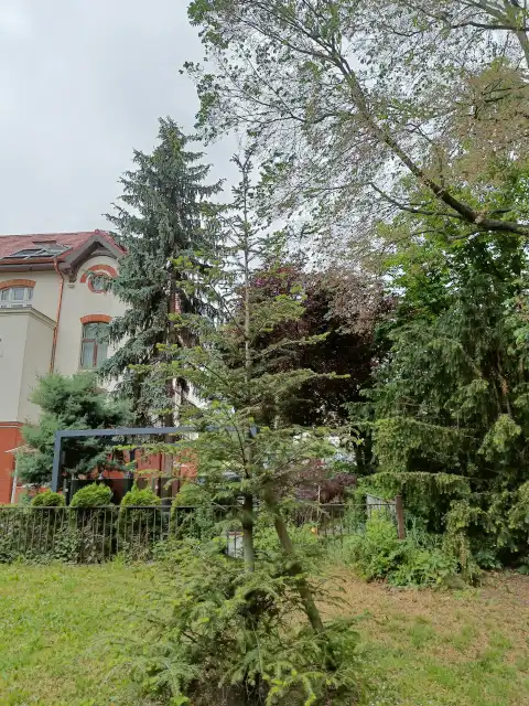 Weißtanne