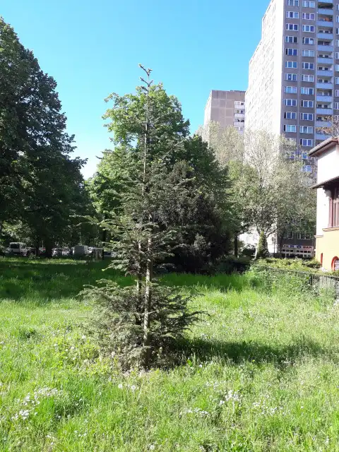 Weißtanne