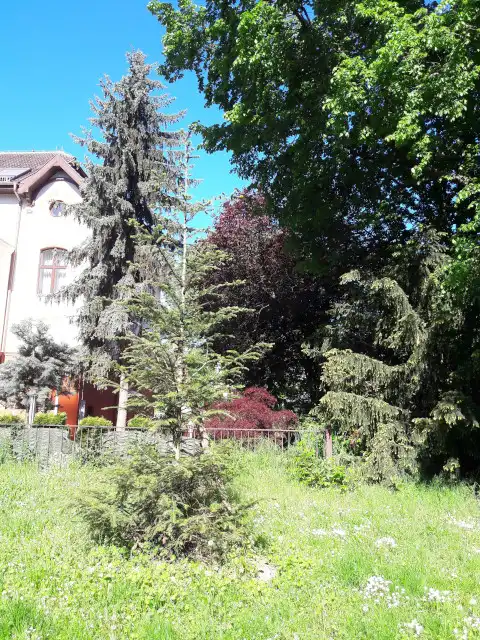 Weißtanne