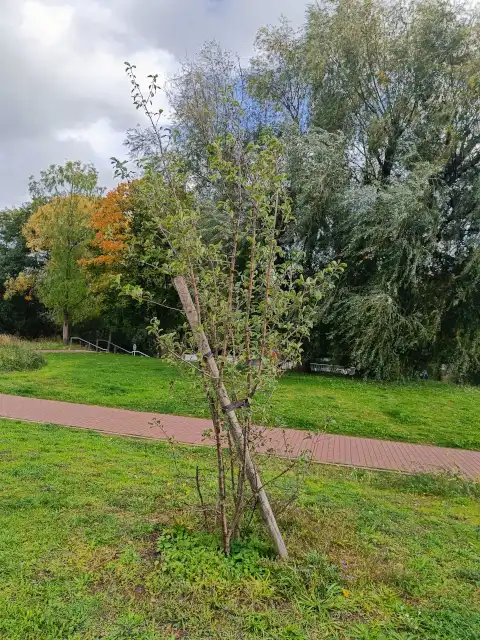 Wildapfel