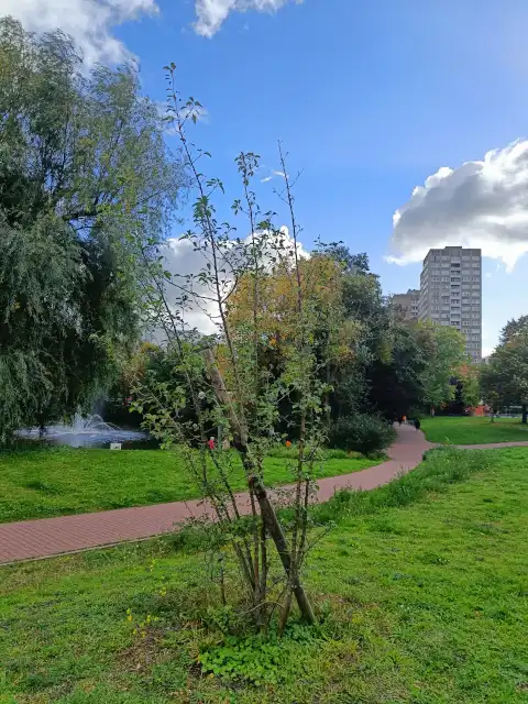 Wildapfel