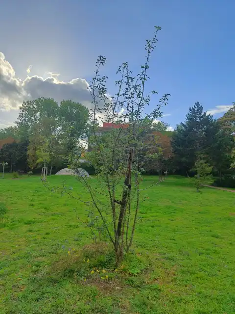 Wildapfel