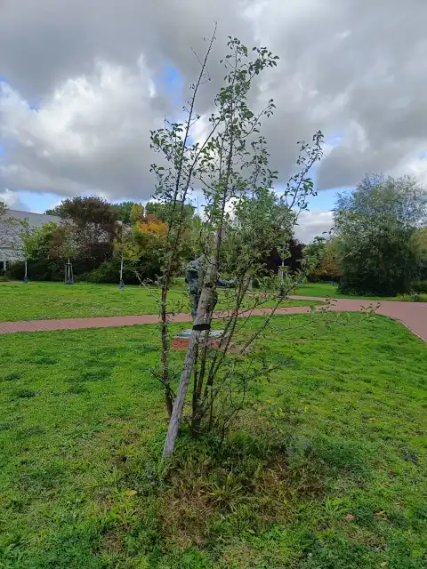 Wildapfel