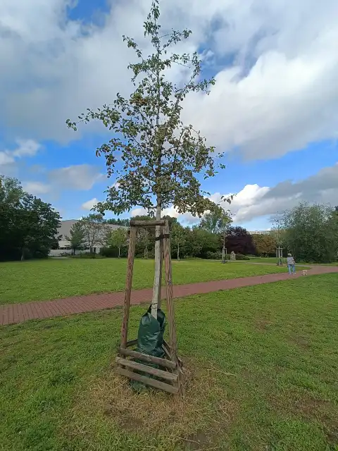 Wildbirne