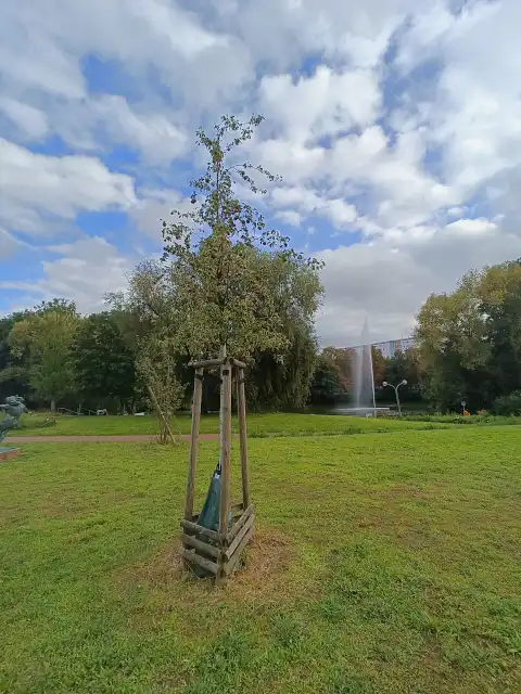 Wildbirne