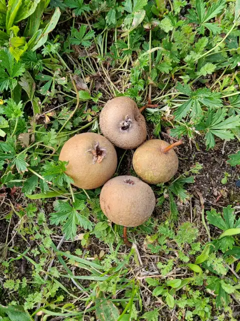 Wildbirne